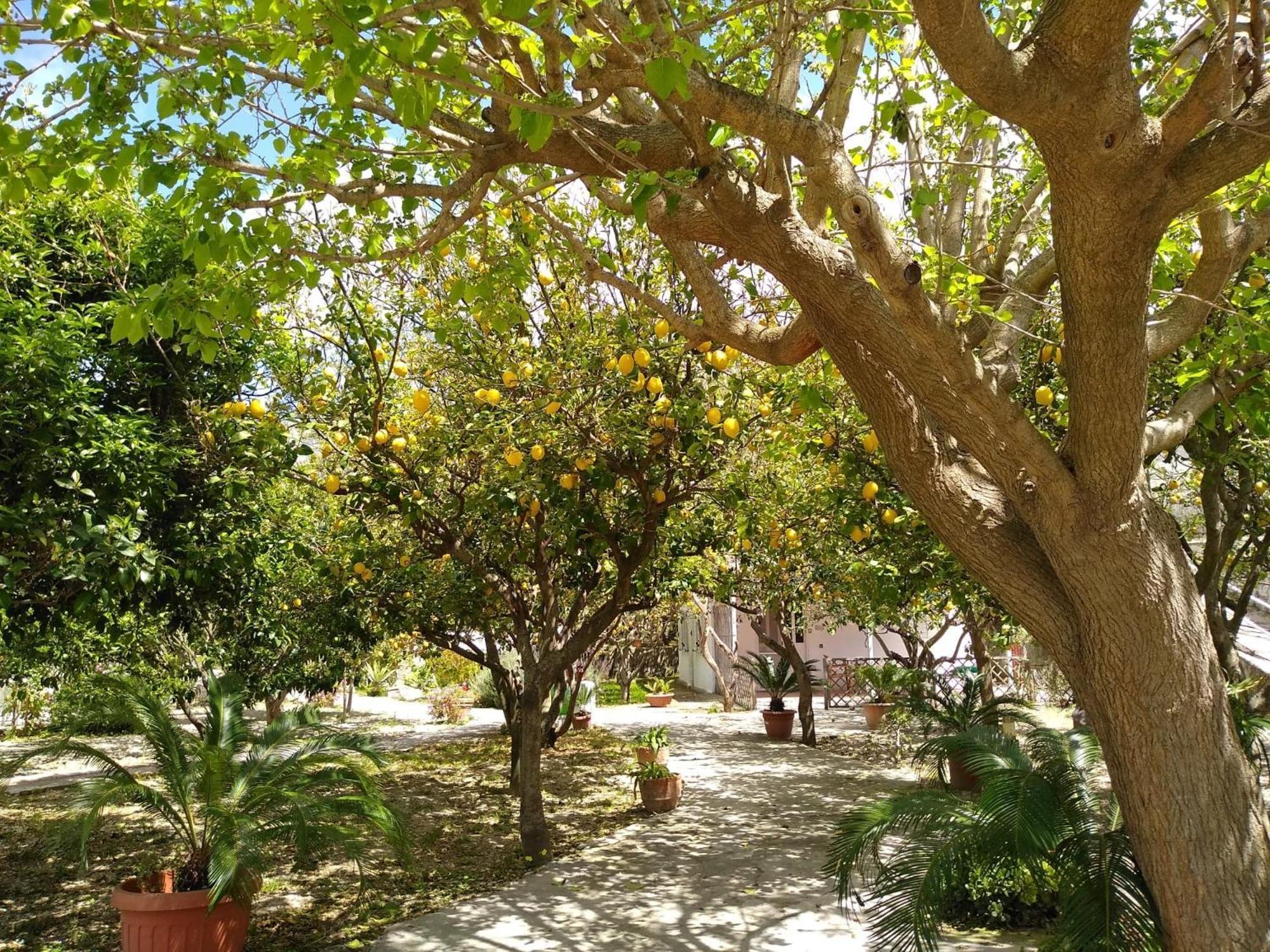 Limoneto Ischia * Forio di Ischia
