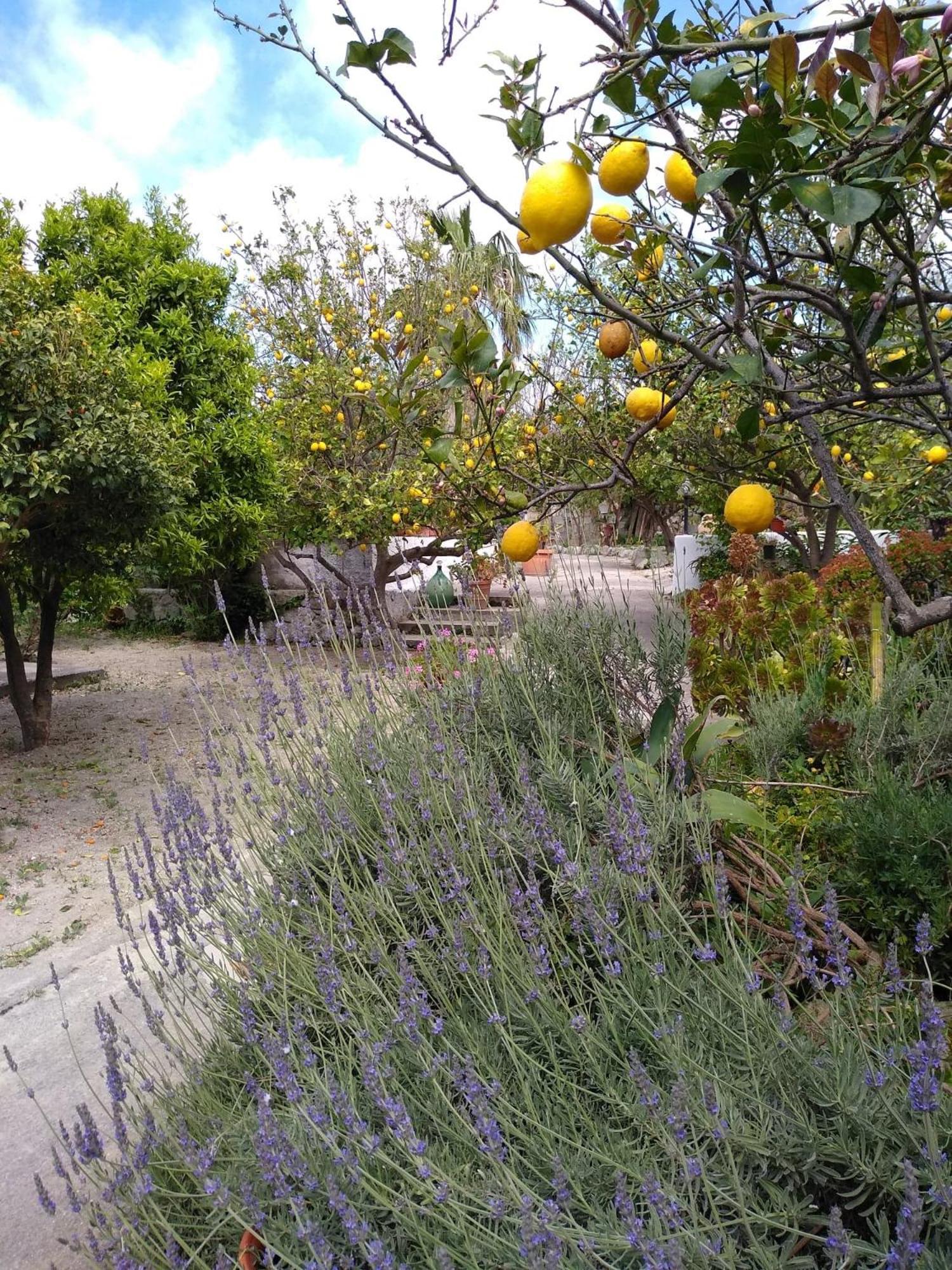 Holiday home Limoneto Ischia