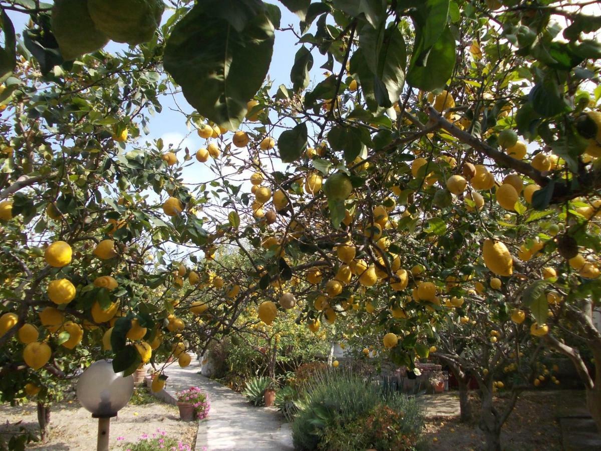 Limoneto Ischia *
