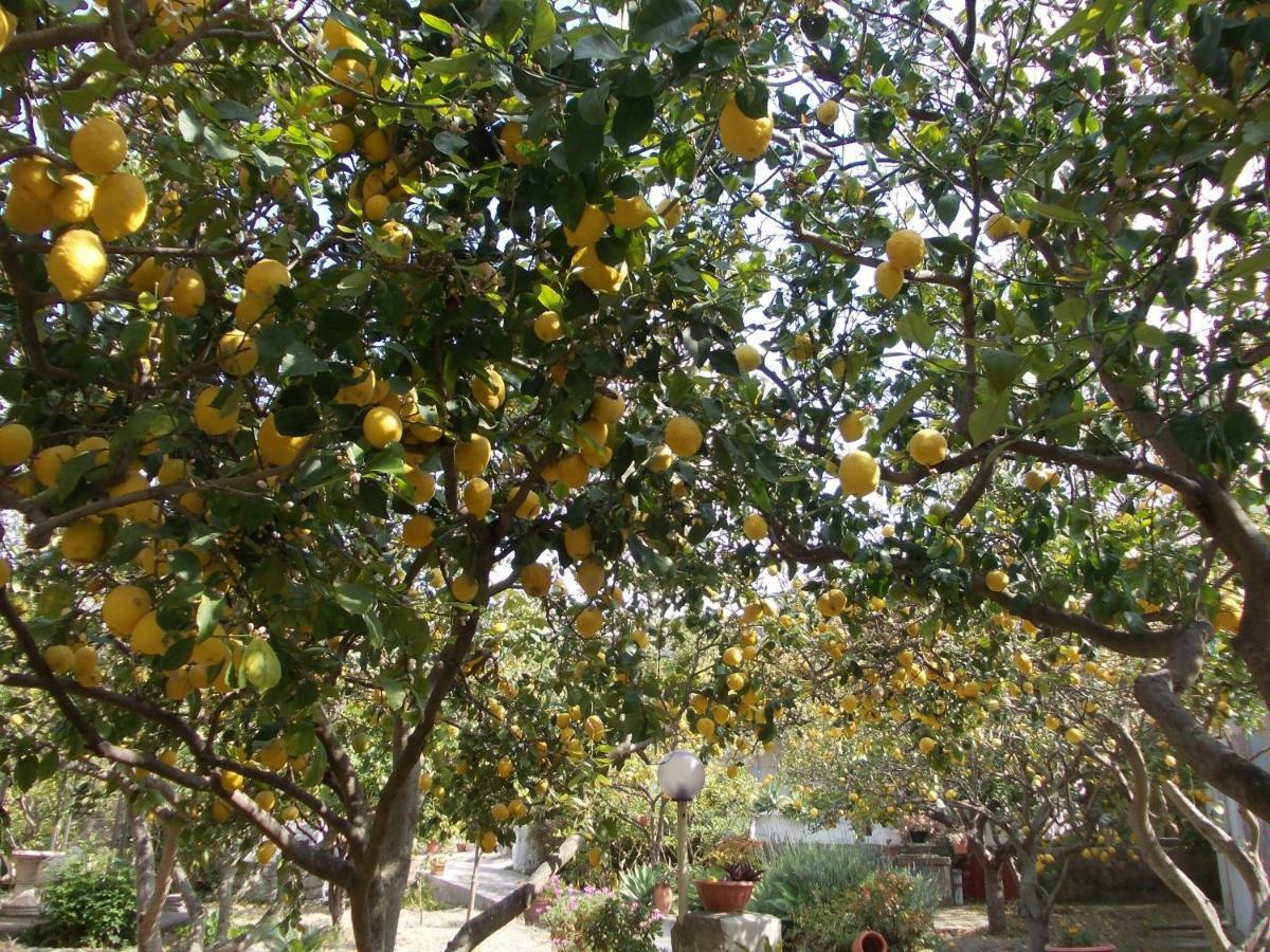 Limoneto Ischia Casa vacanze