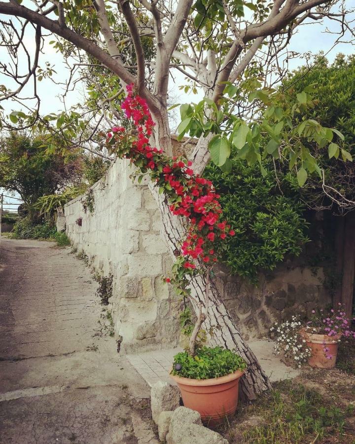 Limoneto Ischia Casa vacanze Forio di Ischia