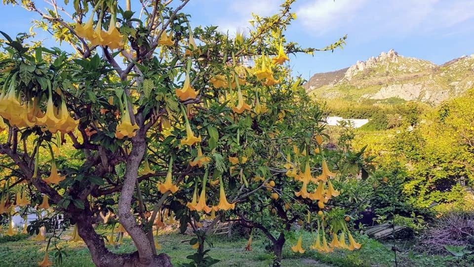 Limoneto Ischia Forio (Isola d'Ischia)