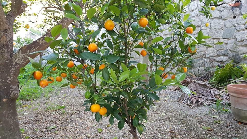 Limoneto Ischia Casa vacanze *